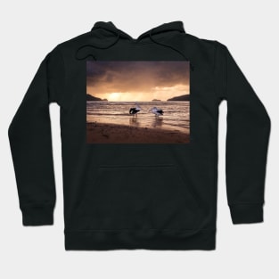 Pelicans At Sunrise Hoodie